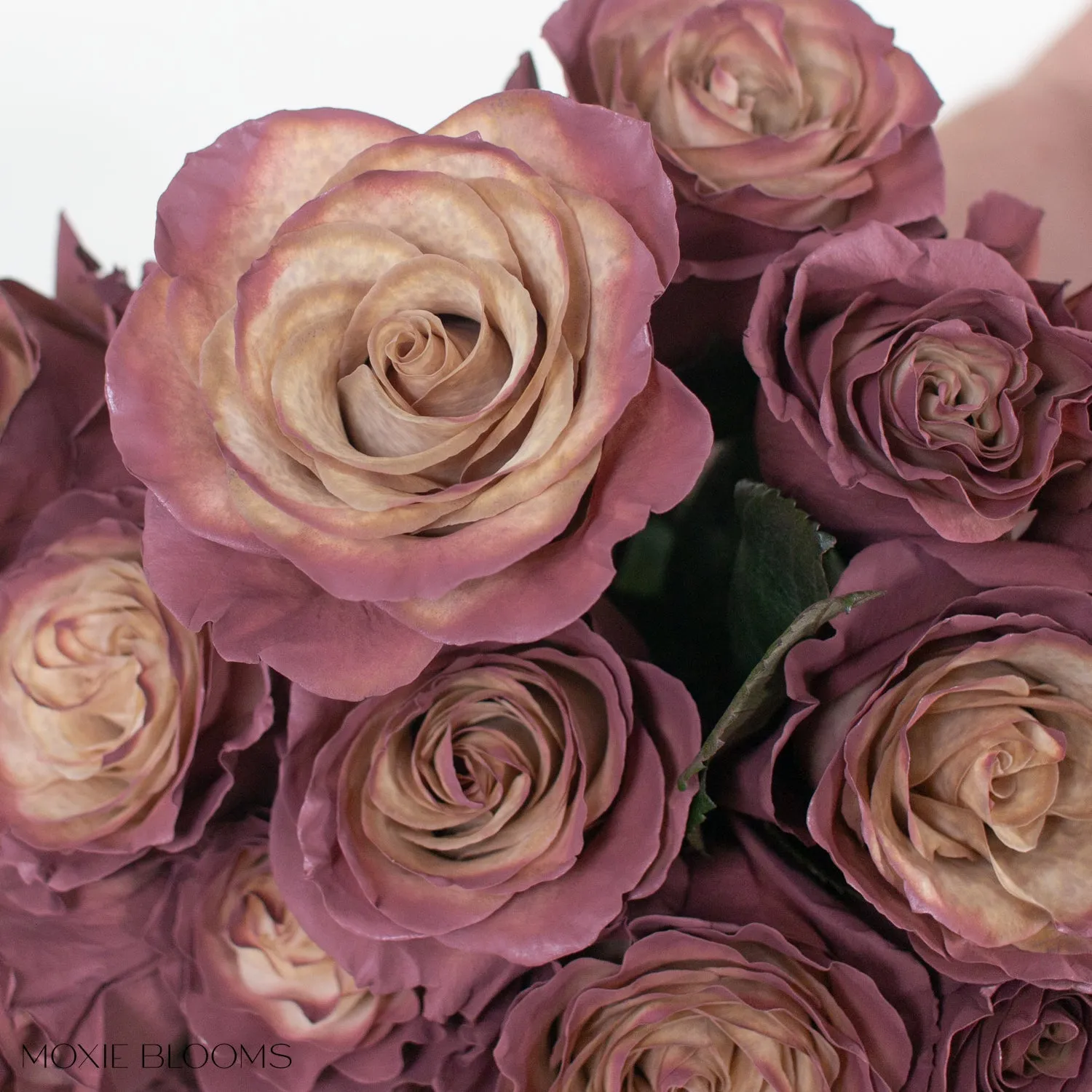 Antique Berry Novelty Roses