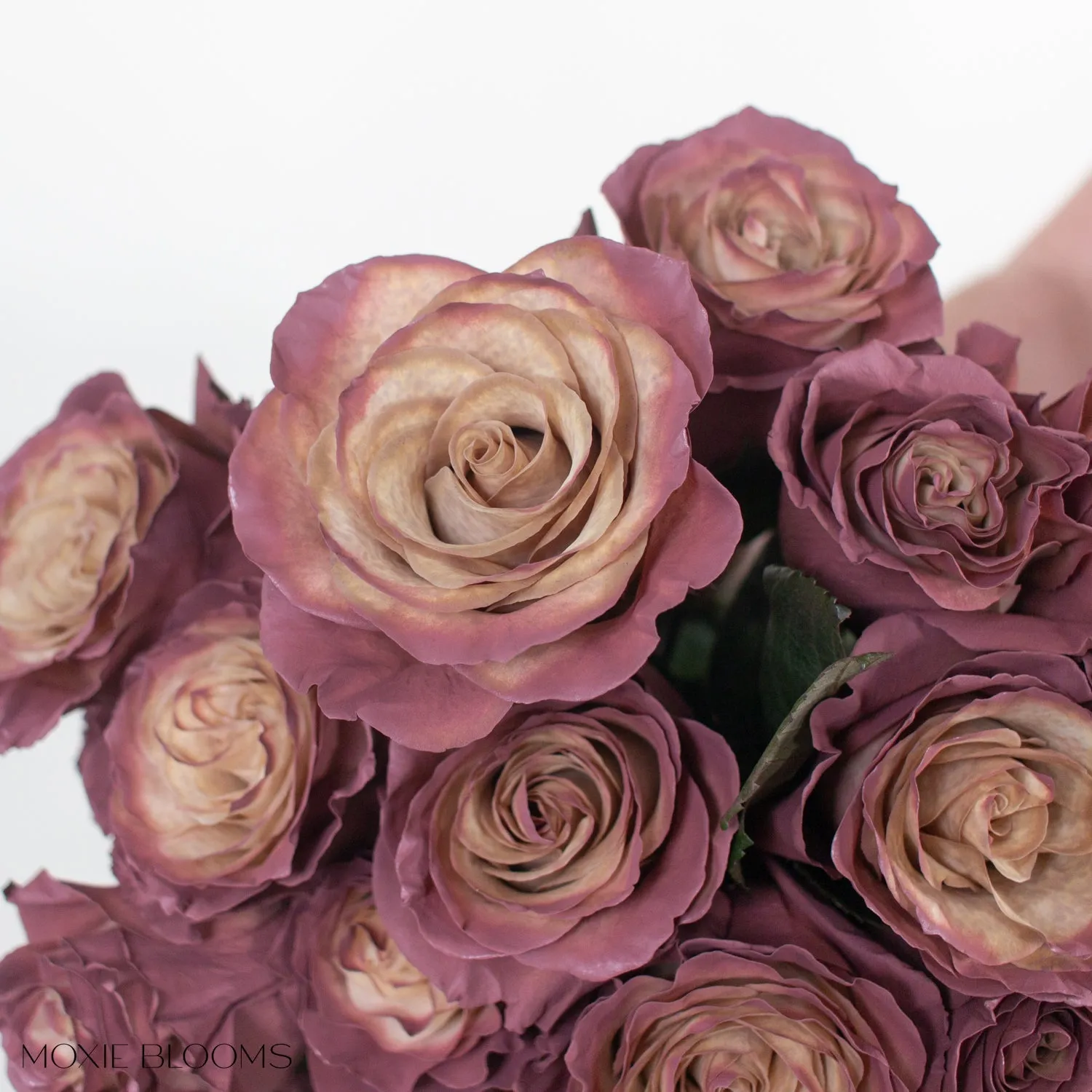 Antique Berry Novelty Roses